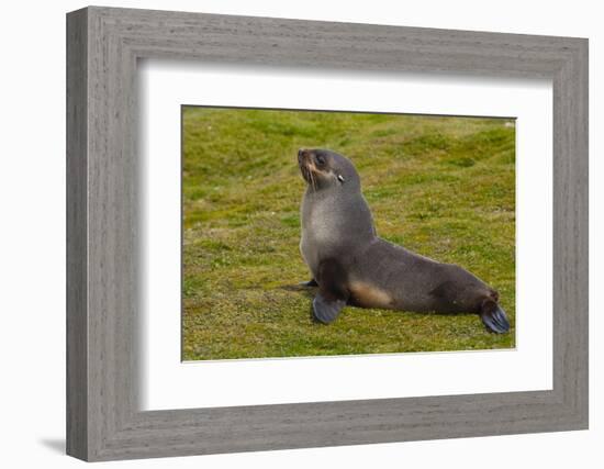 South Georgia. Salisbury Plain. Antarctic Fur Seal-Inger Hogstrom-Framed Photographic Print