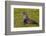 South Georgia. Salisbury Plain. Antarctic Fur Seal-Inger Hogstrom-Framed Photographic Print