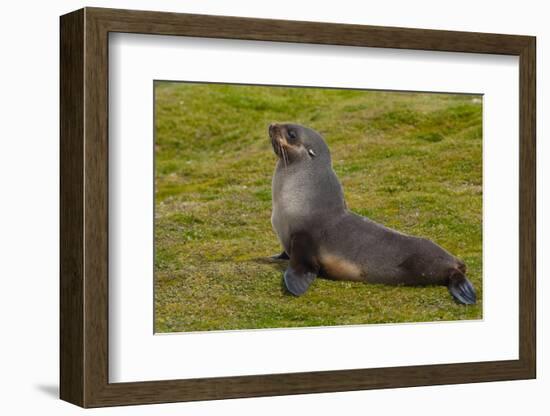 South Georgia. Salisbury Plain. Antarctic Fur Seal-Inger Hogstrom-Framed Photographic Print