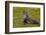 South Georgia. Salisbury Plain. Antarctic Fur Seal-Inger Hogstrom-Framed Photographic Print