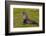 South Georgia. Salisbury Plain. Antarctic Fur Seal-Inger Hogstrom-Framed Photographic Print