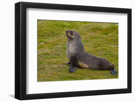 South Georgia. Salisbury Plain. Antarctic Fur Seal-Inger Hogstrom-Framed Photographic Print