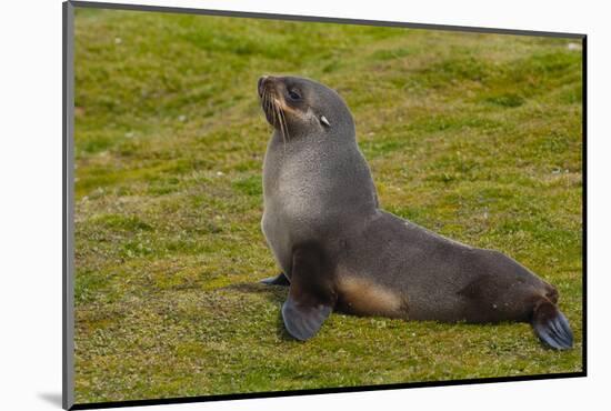 South Georgia. Salisbury Plain. Antarctic Fur Seal-Inger Hogstrom-Mounted Photographic Print