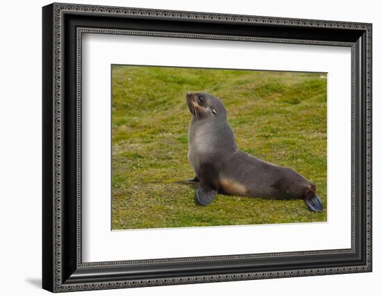 South Georgia. Salisbury Plain. Antarctic Fur Seal-Inger Hogstrom-Framed Photographic Print