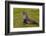 South Georgia. Salisbury Plain. Antarctic Fur Seal-Inger Hogstrom-Framed Photographic Print