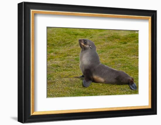 South Georgia. Salisbury Plain. Antarctic Fur Seal-Inger Hogstrom-Framed Photographic Print