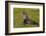 South Georgia. Salisbury Plain. Antarctic Fur Seal-Inger Hogstrom-Framed Photographic Print