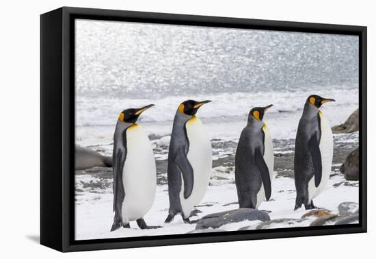 South Georgia, Salisbury Plain. Four adult king penguins line up in a row on the snowy beach.-Ellen Goff-Framed Premier Image Canvas