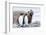 South Georgia, Salisbury Plain, king penguin, southern elephant seal-Ellen Goff-Framed Photographic Print