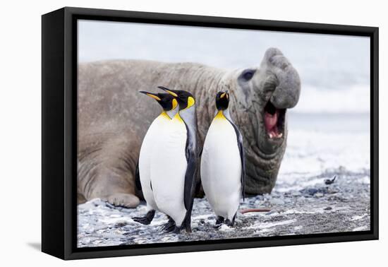 South Georgia, Salisbury Plain, king penguin, southern elephant seal-Ellen Goff-Framed Premier Image Canvas