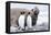 South Georgia, Salisbury Plain, king penguin, southern elephant seal-Ellen Goff-Framed Premier Image Canvas