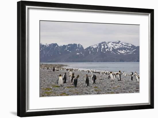 South Georgia. Salisbury Plain. King Penguins, Aptenodytes Patagonicus-Inger Hogstrom-Framed Photographic Print