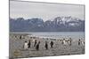 South Georgia. Salisbury Plain. King Penguins, Aptenodytes Patagonicus-Inger Hogstrom-Mounted Photographic Print