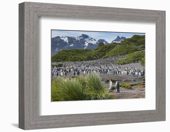 South Georgia. Salisbury Plain. King Penguins Colony-Inger Hogstrom-Framed Photographic Print