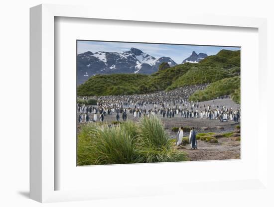 South Georgia. Salisbury Plain. King Penguins Colony-Inger Hogstrom-Framed Photographic Print