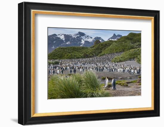 South Georgia. Salisbury Plain. King Penguins Colony-Inger Hogstrom-Framed Photographic Print