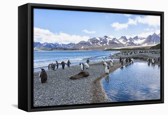 South Georgia, Salisbury Plain. Portrait of the beach at Salisbury Plain surrounded by mountains.-Ellen Goff-Framed Premier Image Canvas