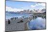 South Georgia, Salisbury Plain. Portrait of the beach at Salisbury Plain surrounded by mountains.-Ellen Goff-Mounted Photographic Print