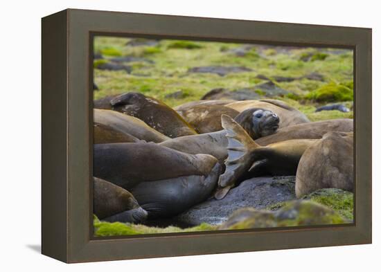 South Georgia. Southern Elephant Seals, Mirounga Leonina, Molting-Inger Hogstrom-Framed Premier Image Canvas