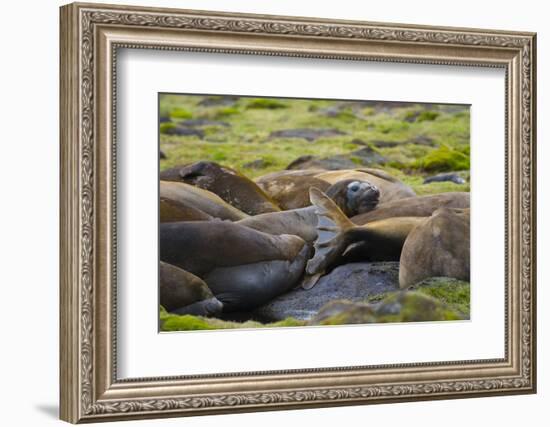 South Georgia. Southern Elephant Seals, Mirounga Leonina, Molting-Inger Hogstrom-Framed Photographic Print