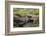 South Georgia. Southern Elephant Seals, Mirounga Leonina, Molting-Inger Hogstrom-Framed Photographic Print