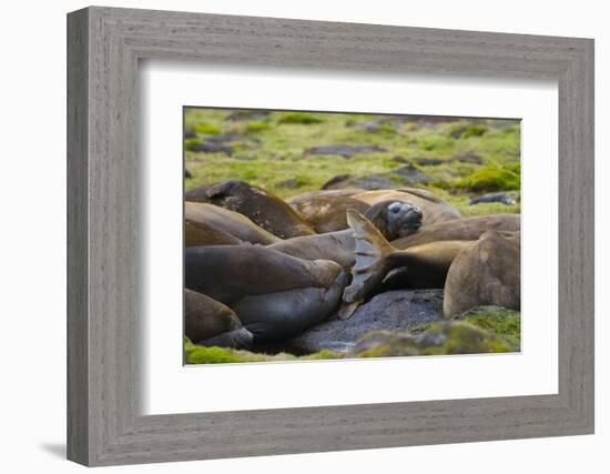 South Georgia. Southern Elephant Seals, Mirounga Leonina, Molting-Inger Hogstrom-Framed Photographic Print