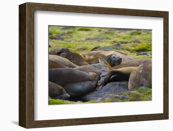 South Georgia. Southern Elephant Seals, Mirounga Leonina, Molting-Inger Hogstrom-Framed Photographic Print