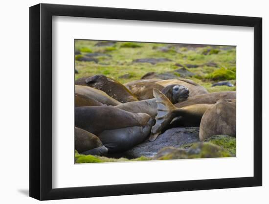 South Georgia. Southern Elephant Seals, Mirounga Leonina, Molting-Inger Hogstrom-Framed Photographic Print