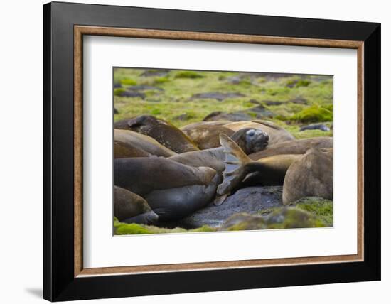 South Georgia. Southern Elephant Seals, Mirounga Leonina, Molting-Inger Hogstrom-Framed Photographic Print