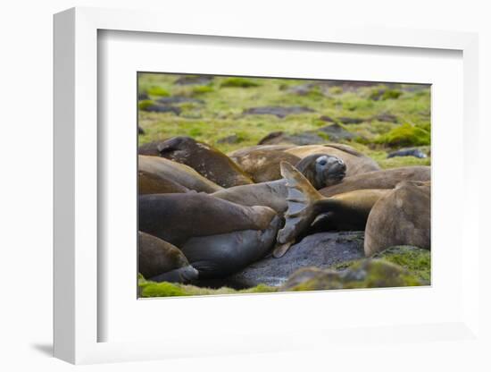 South Georgia. Southern Elephant Seals, Mirounga Leonina, Molting-Inger Hogstrom-Framed Photographic Print