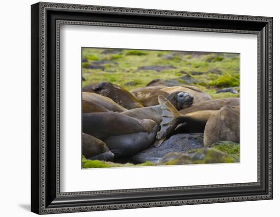 South Georgia. Southern Elephant Seals, Mirounga Leonina, Molting-Inger Hogstrom-Framed Photographic Print
