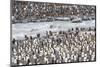 South Georgia, St. Andrew's Bay. A meltwater river flows through the colony and the penguins-Ellen Goff-Mounted Photographic Print