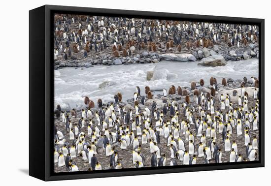 South Georgia, St. Andrew's Bay. A meltwater river flows through the colony and the penguins-Ellen Goff-Framed Premier Image Canvas