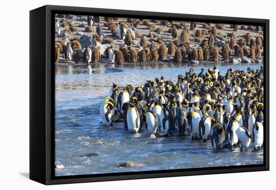 South Georgia, St. Andrew's Bay. Adult king penguins stand together at the edge of the river-Ellen Goff-Framed Premier Image Canvas