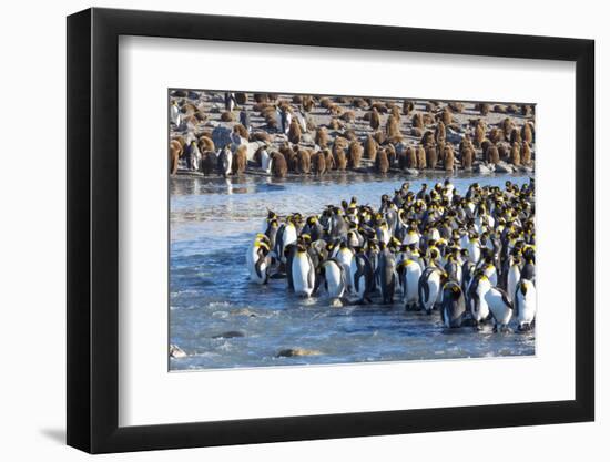 South Georgia, St. Andrew's Bay. Adult king penguins stand together at the edge of the river-Ellen Goff-Framed Photographic Print