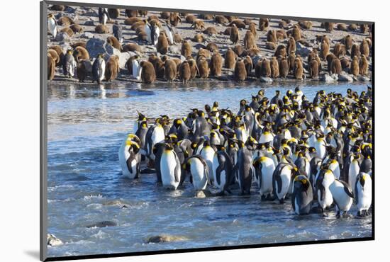 South Georgia, St. Andrew's Bay. Adult king penguins stand together at the edge of the river-Ellen Goff-Mounted Photographic Print