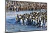 South Georgia, St. Andrew's Bay. Adult king penguins stand together at the edge of the river-Ellen Goff-Mounted Photographic Print