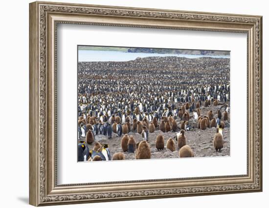 South Georgia, St. Andrew's Bay. Adults interspersed with chicks create a pattern-Ellen Goff-Framed Photographic Print