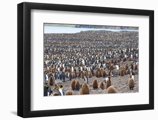 South Georgia, St. Andrew's Bay. Adults interspersed with chicks create a pattern-Ellen Goff-Framed Photographic Print