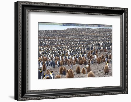 South Georgia, St. Andrew's Bay. Adults interspersed with chicks create a pattern-Ellen Goff-Framed Photographic Print