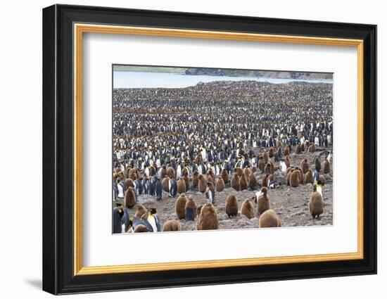 South Georgia, St. Andrew's Bay. Adults interspersed with chicks create a pattern-Ellen Goff-Framed Photographic Print