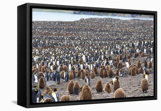 South Georgia, St. Andrew's Bay. Adults interspersed with chicks create a pattern-Ellen Goff-Framed Premier Image Canvas