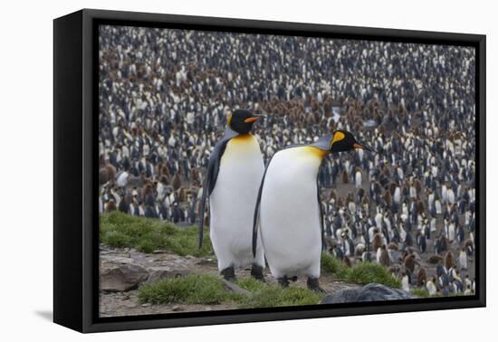 South Georgia, St. Andrew's Bay. Two adults stand together overlooking the crowded colony.-Ellen Goff-Framed Premier Image Canvas