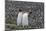 South Georgia, St. Andrew's Bay. Two adults stand together overlooking the crowded colony.-Ellen Goff-Mounted Photographic Print