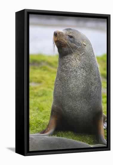 South Georgia. Stromness. Antarctic Fur Seal, Arctocephalus Gazella-Inger Hogstrom-Framed Premier Image Canvas