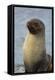 South Georgia. Stromness. Antarctic Fur Seal, Arctocephalus Gazella-Inger Hogstrom-Framed Premier Image Canvas