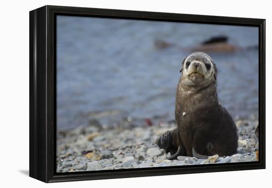 South Georgia. Stromness. Antarctic Fur Seal, Arctocephalus Gazella-Inger Hogstrom-Framed Premier Image Canvas