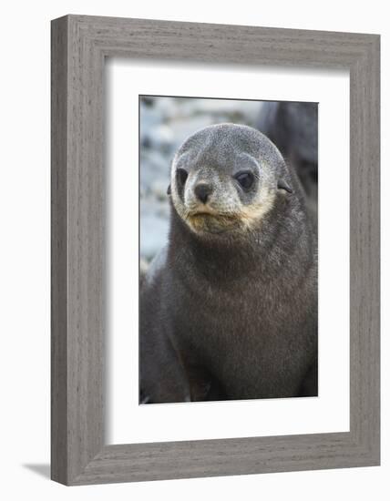 South Georgia. Stromness. Antarctic Fur Seal, Arctocephalus Gazella-Inger Hogstrom-Framed Photographic Print