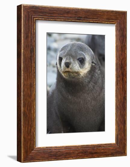 South Georgia. Stromness. Antarctic Fur Seal, Arctocephalus Gazella-Inger Hogstrom-Framed Photographic Print