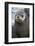 South Georgia. Stromness. Antarctic Fur Seal, Arctocephalus Gazella-Inger Hogstrom-Framed Photographic Print